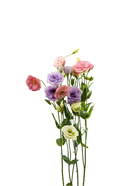 Elegância eustoma flor — Fotografia de Stock