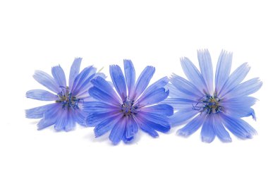 Mavi hindiba çiçek 