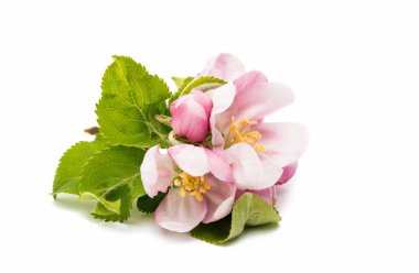 güzel elma çiçeği 