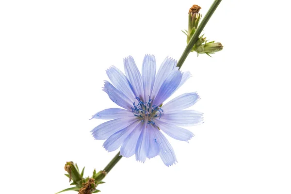 Blue Chicory flower — Stock Photo, Image
