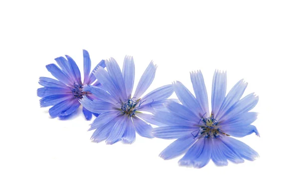 Blue Chicory flower — Stock Photo, Image