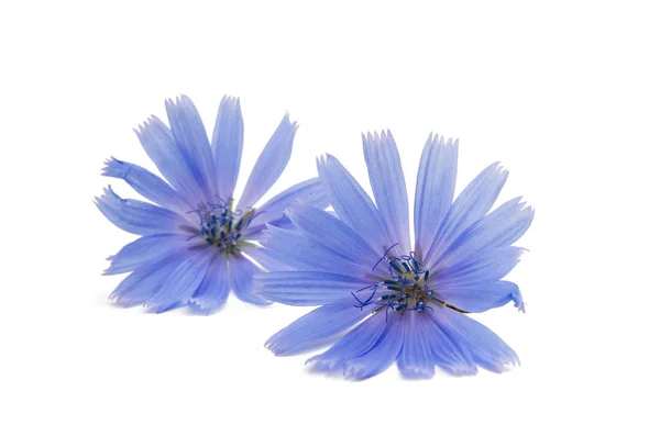 Fleur de chicorée bleue — Photo