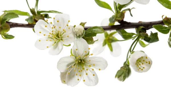 Voorjaar cherry bloem — Stockfoto