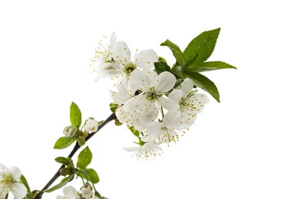 Flor de cereja primavera — Fotografia de Stock