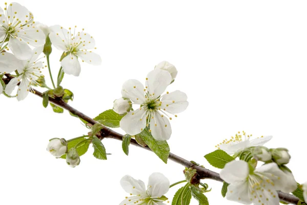 Tavaszi cseresznye virág — Stock Fotó