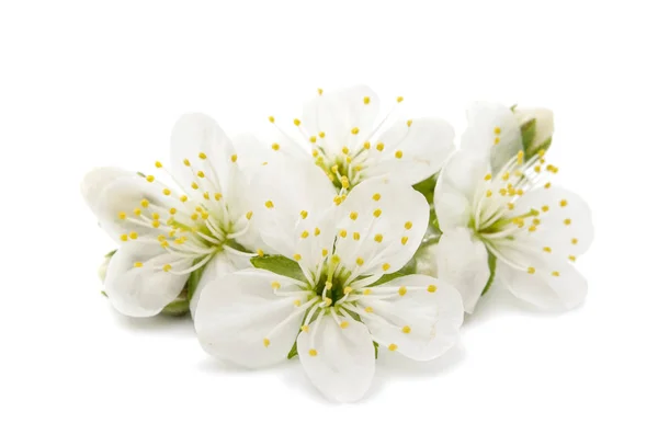봄 벚꽃 꽃 — 스톡 사진