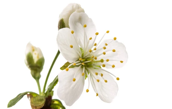 Bahar kiraz çiçek — Stok fotoğraf