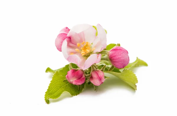 아름 다운 사과 꽃 — 스톡 사진