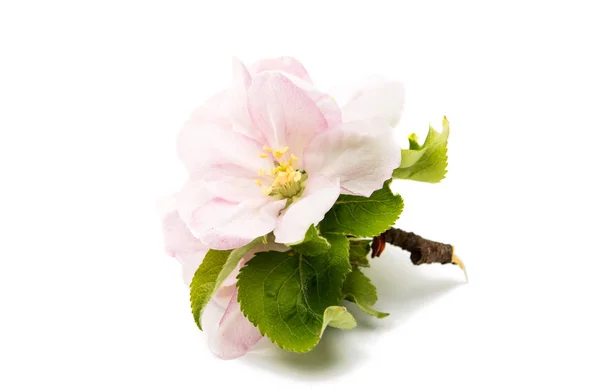 Hermosa flor de manzana — Foto de Stock