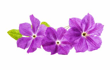 izole akasma çiçek 