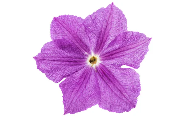 Clematis flor isolada — Fotografia de Stock