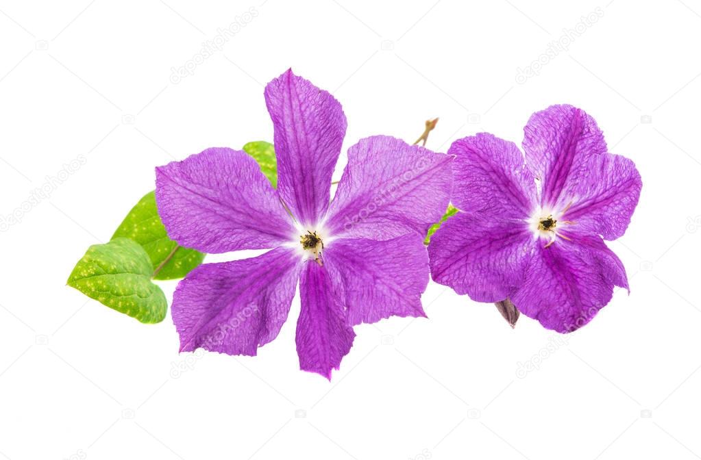 Clematis flower Isolated 