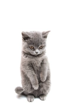 İzole Britanya ile ilgili stenografi Gri kedi 