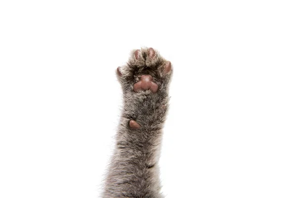 Gri kedi yavrusu ayak — Stok fotoğraf