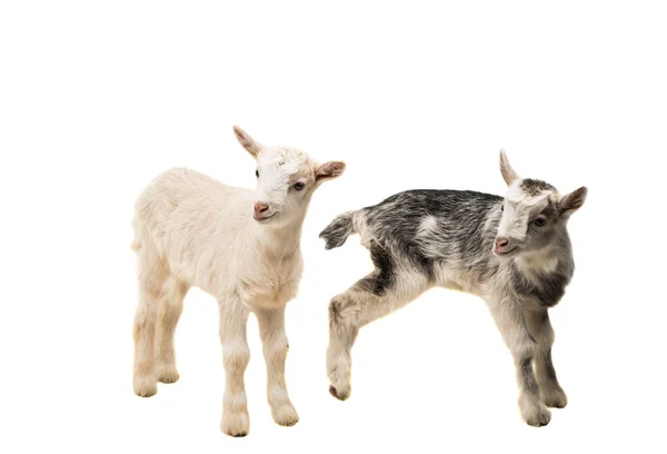 Małe kozy na białym tle — Zdjęcie stockowe
