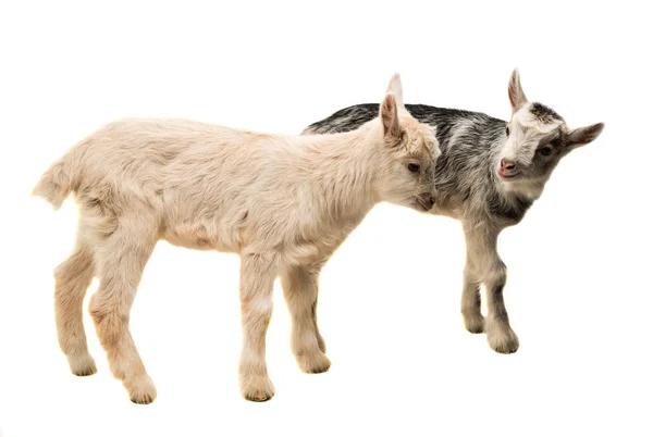 Малые козы изолированы — стоковое фото