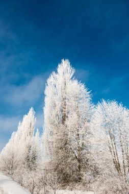 Güzel kış manzarası 