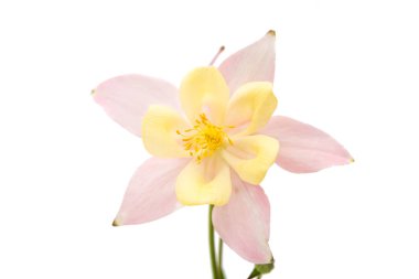 izole aquilegia çiçek 