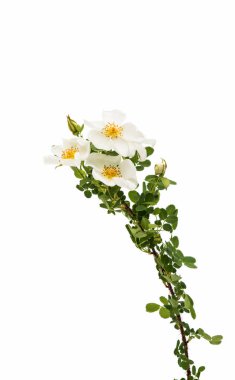 izole yabani gül çiçek 