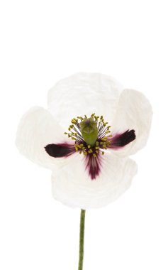 Bahar haşhaş çiçekleri 