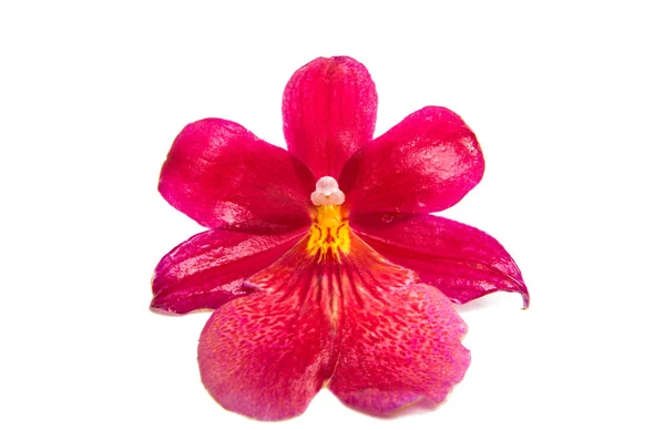 Flor vermelha da orquídea — Fotografia de Stock