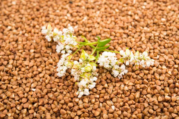 De bloem van boekweit gefotografeerd door een close-up liegen — Stockfoto