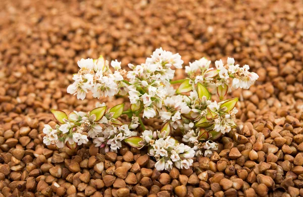 De bloem van boekweit gefotografeerd door een close-up liegen — Stockfoto