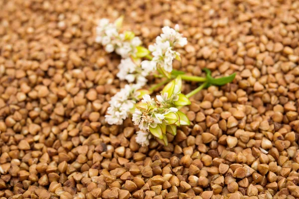 De bloem van boekweit gefotografeerd door een close-up liegen — Stockfoto