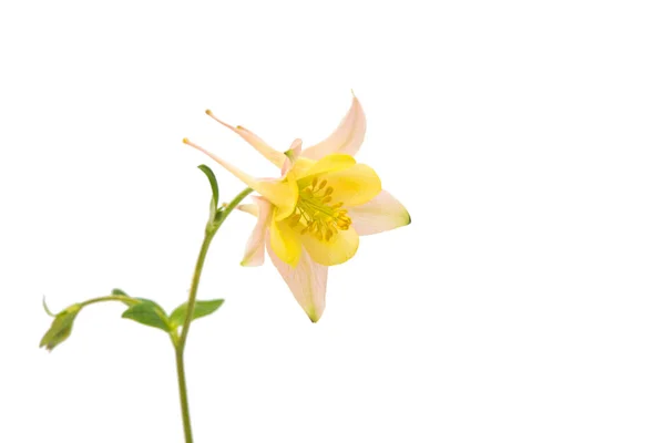 分離されたオダマキの花 — ストック写真