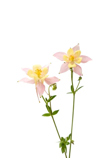 Aquilegia květina izolované — Stock fotografie