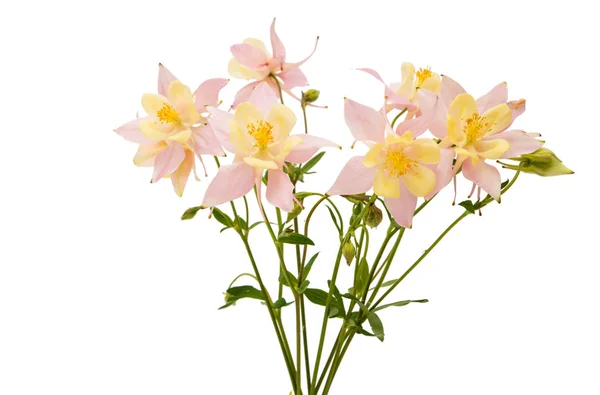 Izole aquilegia çiçek — Stok fotoğraf