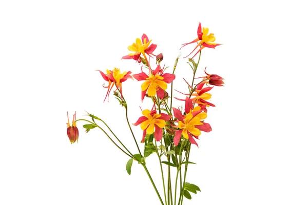 Izole aquilegia çiçek — Stok fotoğraf