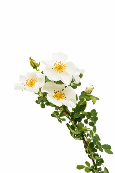 Dzikiej róży kwiat na białym tle — Zdjęcie stockowe
