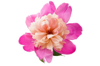 Pembe çiçek Şakayık 