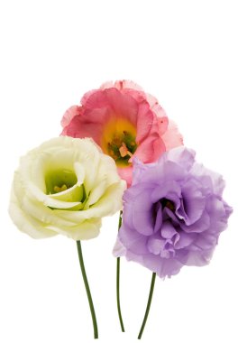 Menekşe eustoma çiçek 