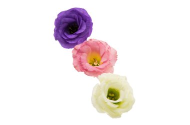Menekşe eustoma çiçek 