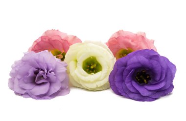 Menekşe eustoma çiçek 
