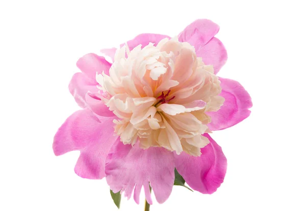 Peoni merah muda bunga — Stok Foto