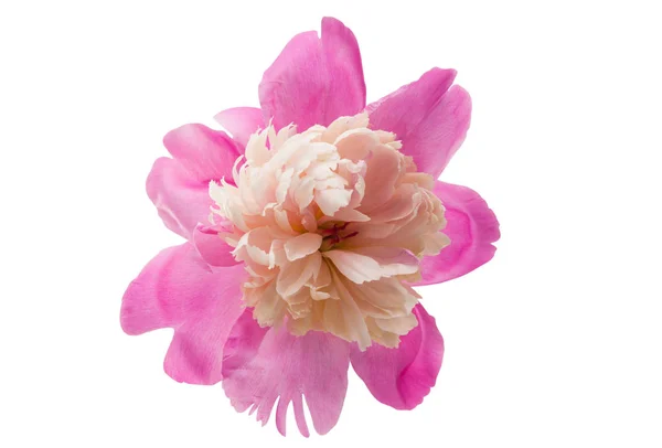 Blume rosa Pfingstrose — Stockfoto