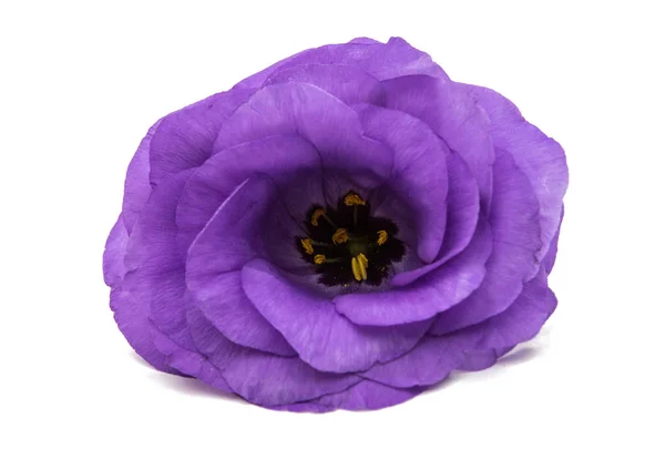 Flor de eustoma violeta — Foto de Stock