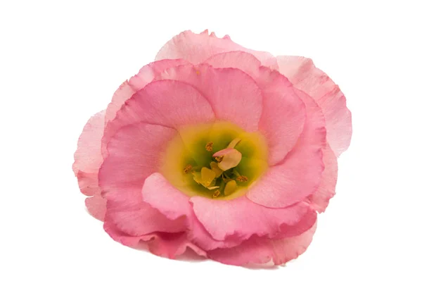 Flor de eustoma rosa — Fotografia de Stock