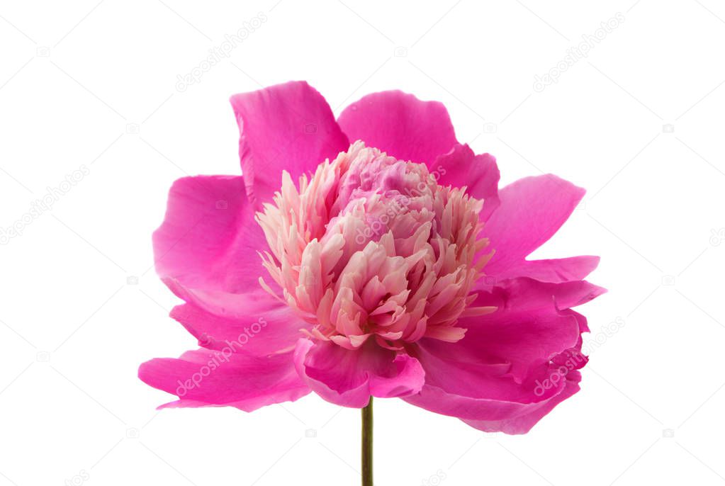 flower pink peony 