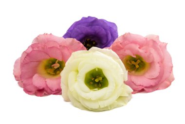 Menekşe eustoma çiçek 