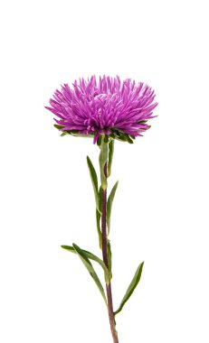 Menekşe aster çiçek 