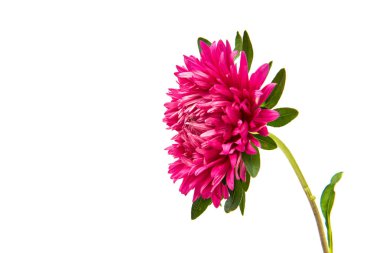 Menekşe aster çiçek 