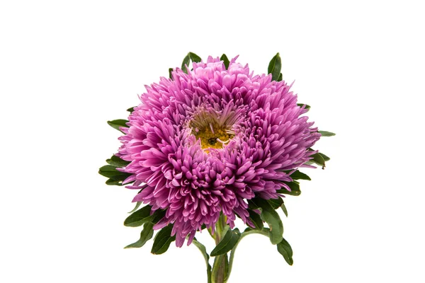 Violet aster flower — Stock Photo, Image