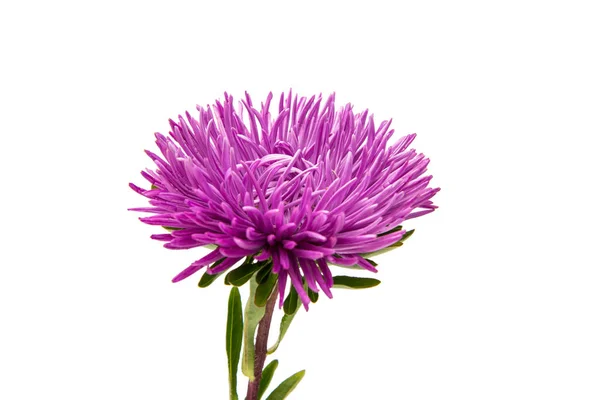 Violet aster flower — Stock Photo, Image