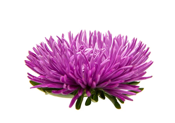 Violet aster flower — Stock Photo, Image