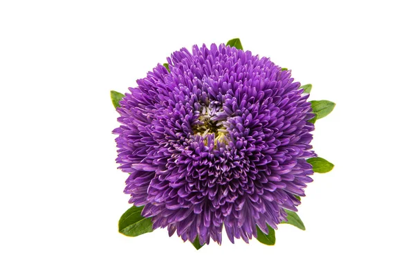 Violet aster flower — Stock Photo, Image