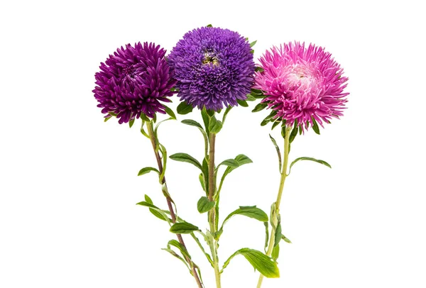 Violet aster flower — Stock Photo, Image